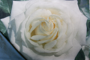 rose 11